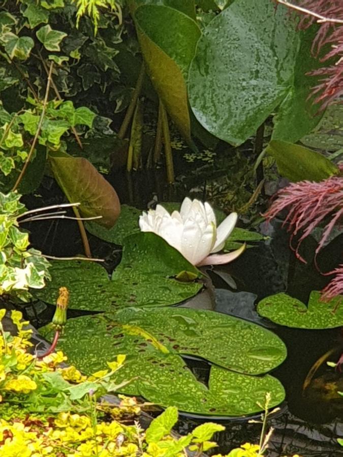 Tropical Garden Oasis Rooms Birmingham Exterior foto