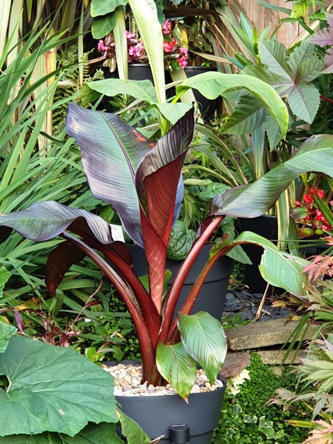 Tropical Garden Oasis Rooms Birmingham Exterior foto