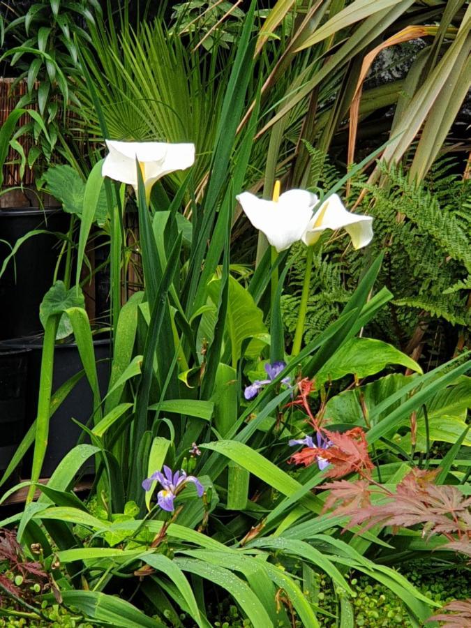 Tropical Garden Oasis Rooms Birmingham Exterior foto