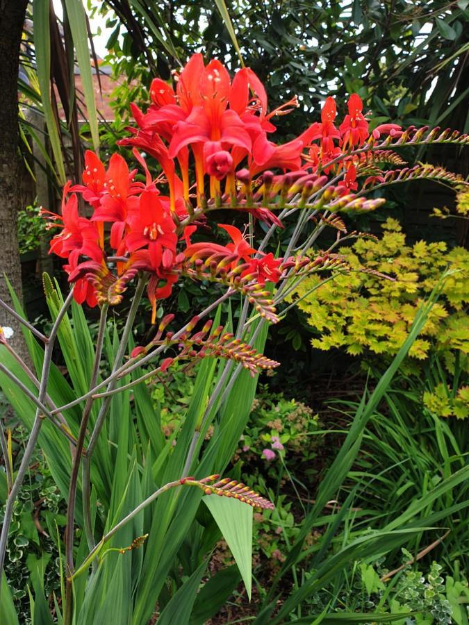 Tropical Garden Oasis Rooms Birmingham Exterior foto